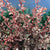 Berberis thunbergii 'Rose Glow' - Rose Glow Barberry
