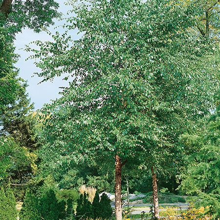 Betula Nigra 'Cully' Single Stem - Heritage® River Birch
