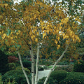 Betula papyrifera - Paper Birch