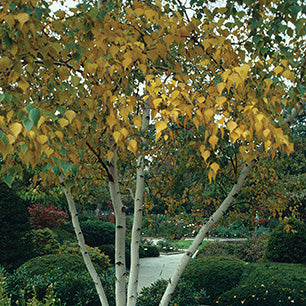 Betula papyrifera - Paper Birch