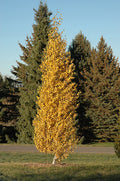 Betula platyphylla 'Fargo' - Dakota Pinnacle® Birch