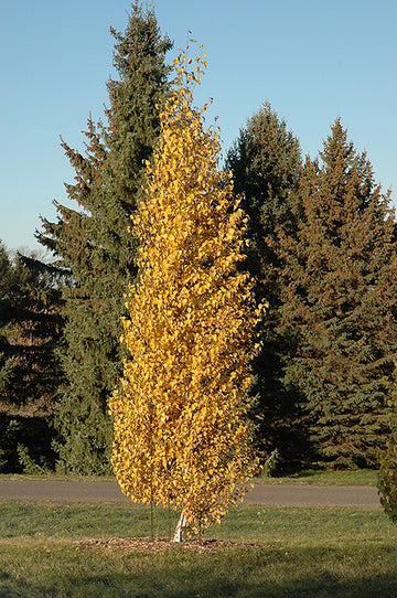 Betula platyphylla 'Fargo' - Dakota Pinnacle® Birch