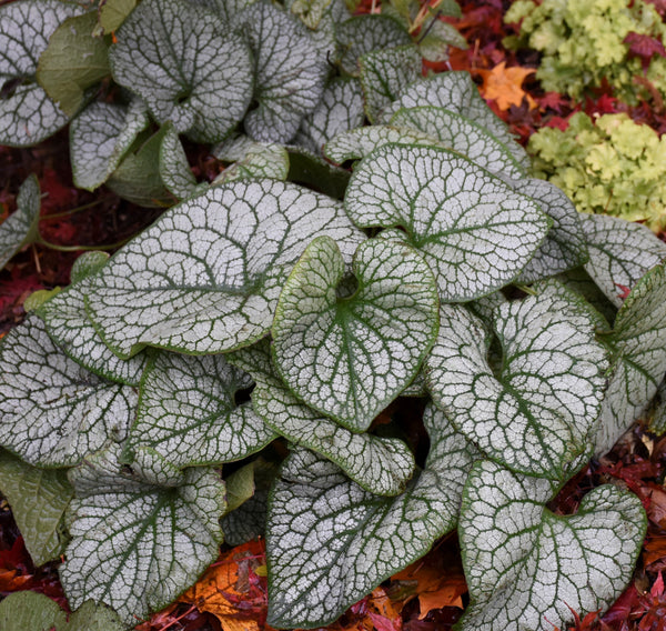 Brunnera macrophylla 'Jack of Diamonds' - Jack of Diamonds Heartleaf Bugloss