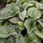 Brunnera macrophylla 'Queen of Hearts' - Queen of Hearts Heartleaf Brunnera