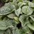 Brunnera macrophylla 'Queen of Hearts' - Queen of Hearts Heartleaf Brunnera