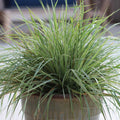 Calamagrostis acutiflora 'Hello Spring' - Hello Spring Feather Reed Grass