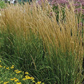 Calamagrostis Acutiflora 'Karl Foerster' - Feather Reed Grass