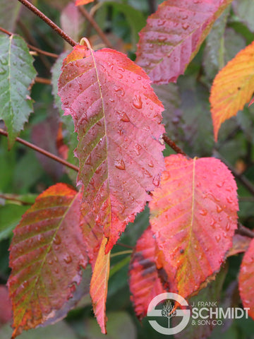 Carpinus caroliniana ‘Uxbridge’ - Rising Fire® American Hornbeam