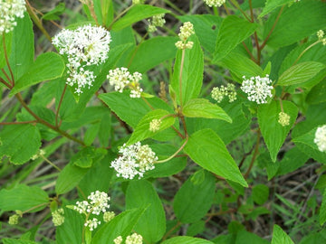 Ceanothus americanus - New Jersey Tea