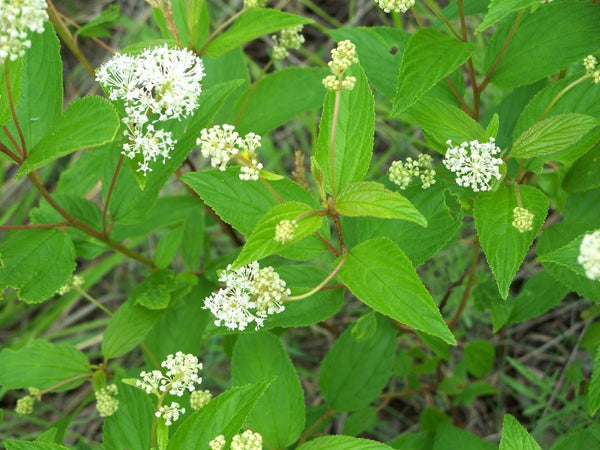 Ceanothus americanus - New Jersey Tea