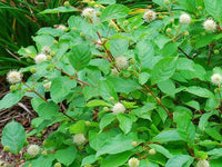 Cephalanthus Occidentalis - Buttonbush