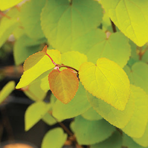 Cercidiphyllum japonicum 'Claim Jumper' - Claim Jumper™ Katsura Tree