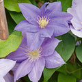 Clematis 'Evipo023' - Cezanne™ Boulevard® Clematis