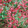 Chaenomeles speciosa 'Rubra' - Red Flowering Quince