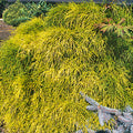 Chamaecyparis Pisifera 'Golden Mops' - Golden Mops False Cypress