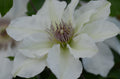 Clematis 'Evipo097'  - Kitty™Boulevard® Clematis