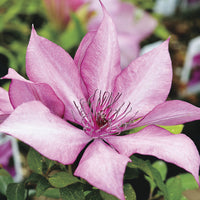 Clematis 'Evipo051' - Giselle™ Garland® Clematis