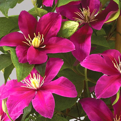 Clematis 'Evipo078' - Acropolis Clematis