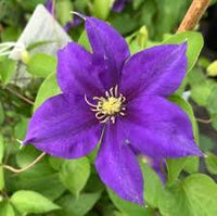 Clematis 'Evipo099' - Olympia Clematis