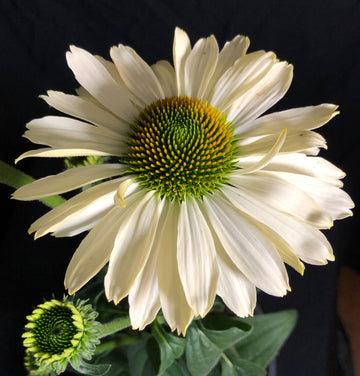 Echinacea 'The Price is White' - Color Coded™ The Price is White Coneflower