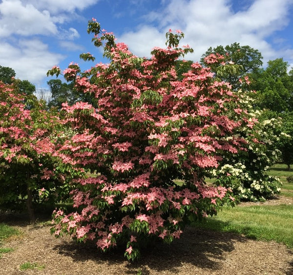 Cornus kousa 'Rutpink' - Scarlet Fire® Flowering Dogwood