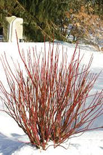 Cornus stolonifera 'Farrow' - Arctic Fire® Red Osier Dogwood
