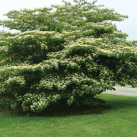 Cornus alternifolia - Pagoda Dogwood