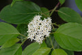 Cornus amomum - Silky Dogwood