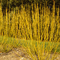 Cornus stolonifera 'Buds Yellow' - Bud’s Yellow Dogwood