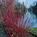 Cornus stolonifera 'Kelseyi' - Kelsey Dwarf Dogwood