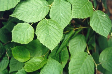 Corylus americana - American Hazelnut