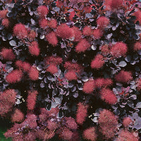 Cotinus Coggygria 'Royal Purple' - Royal Purple Smoke Bush