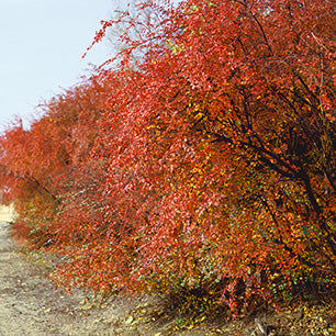 Cotoneaster acutifolius - Peking Cotoneaster