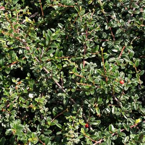 Cotoneaster Dammeri 'Coral Beauty' - Coral Beauty Cotoneaster
