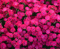 Dianthus hybrid 'Paint the Town Red' - Paint the Town Red Dianthus