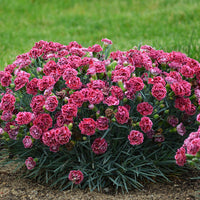 Dianthus hybrid 'Cherry Vanilla' - Fruit Punch® Cherry Vanilla Dianthus