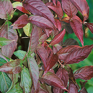 Diervilla lonicera - Bush Honeysuckle