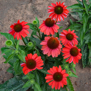 Echinacea 'Frankly Scarlet' - Color Coded™ Frankly Scarlet Coneflower