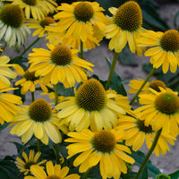 Echinacea 'Yellow My Darling' - Color Coded™ Yellow My Darling Coneflower