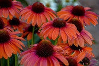 Echinacea hybrid  'Orange You Awesome' - Color Coded™ Orange You Awesome Coneflower