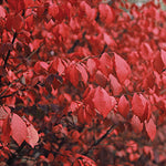 Euonymus alatus 'Compactus' - Dwarf Burning Bush
