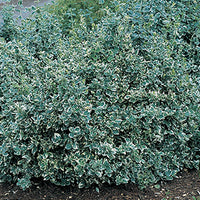 Euonymus fortunei 'Emerald Gaiety' - Emerald Gaiety Euonymus