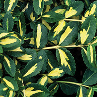 Euonymus fortunei 'Moonshadow' - Moonshadow Euonymus