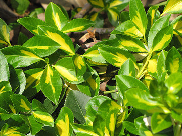 Euonymus fortunei 'Surespot' - Surespot Euonymus