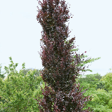 Fagus sylvatica 'Dawyck Purple' - Dawyck Purple Beech