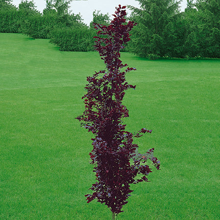 Fagus sylvatica 'Red Obelisk' - Red Obelisk Beech | hillennursery