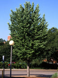 Ginkgo Biloba ‘JFS-UGA2’ - Golden Colonnade Maidenhair Tree