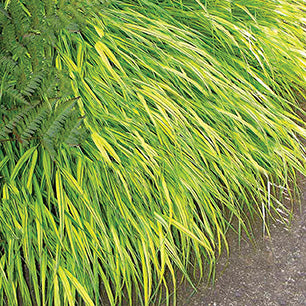 Hakonechloa Macra 'Aureola' - Golden Japanese Forest Grass
