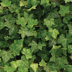 Hedera Helix 'Baltica' - Baltic Ivy