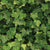 Hedera Helix 'Baltica' - Baltic Ivy